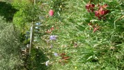 Jardinage à domicile Nîmes